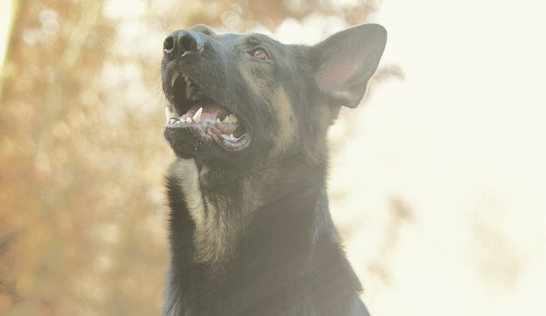 Dog Bite Injury