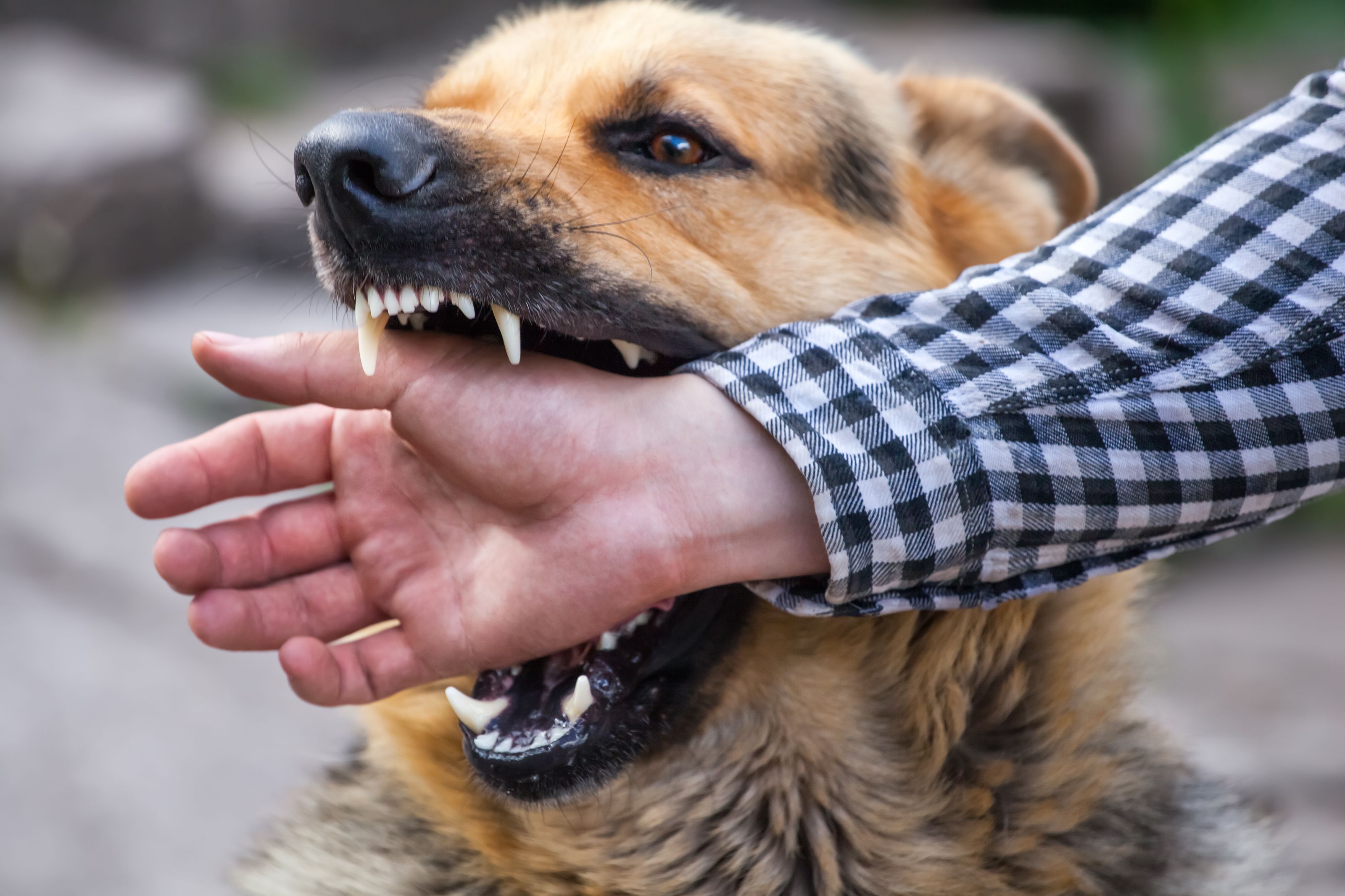 Dog Bite Injuries in Florida: Understanding Strict Liability Laws and Victims’ Rights