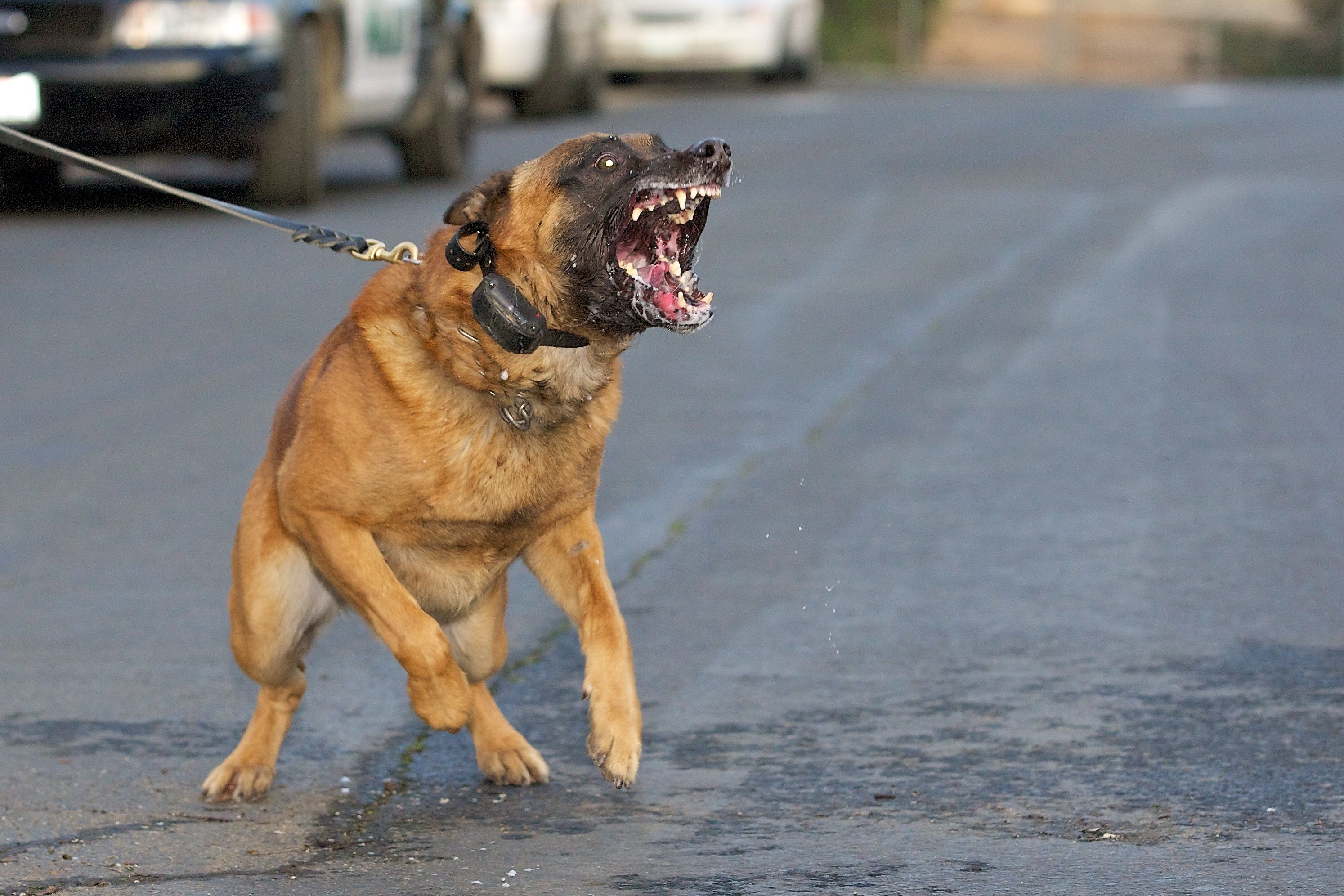 When a Dog Bite Becomes a Personal Injury Case