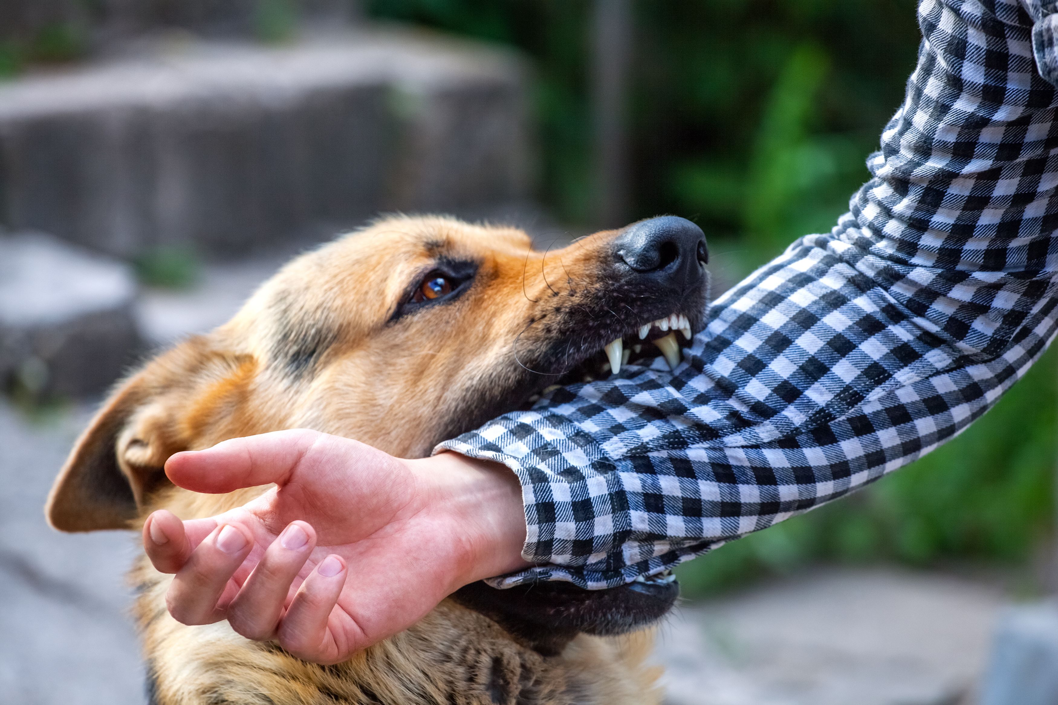 Dog Bite Injuries in Florida: What Victims Need to Know About Their Legal Rights